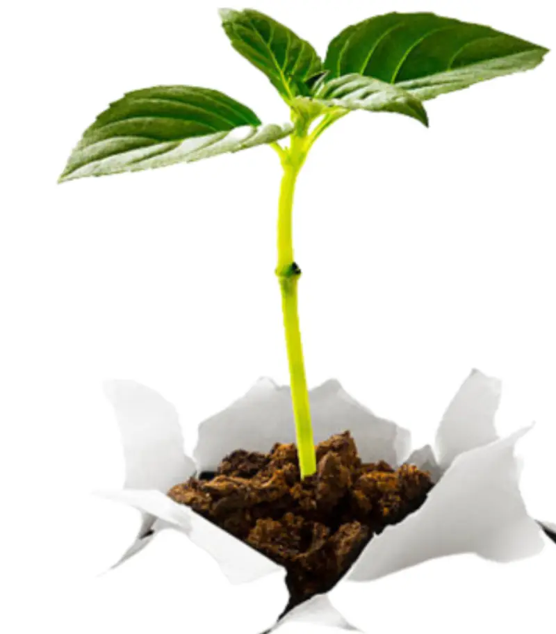 Growing plant